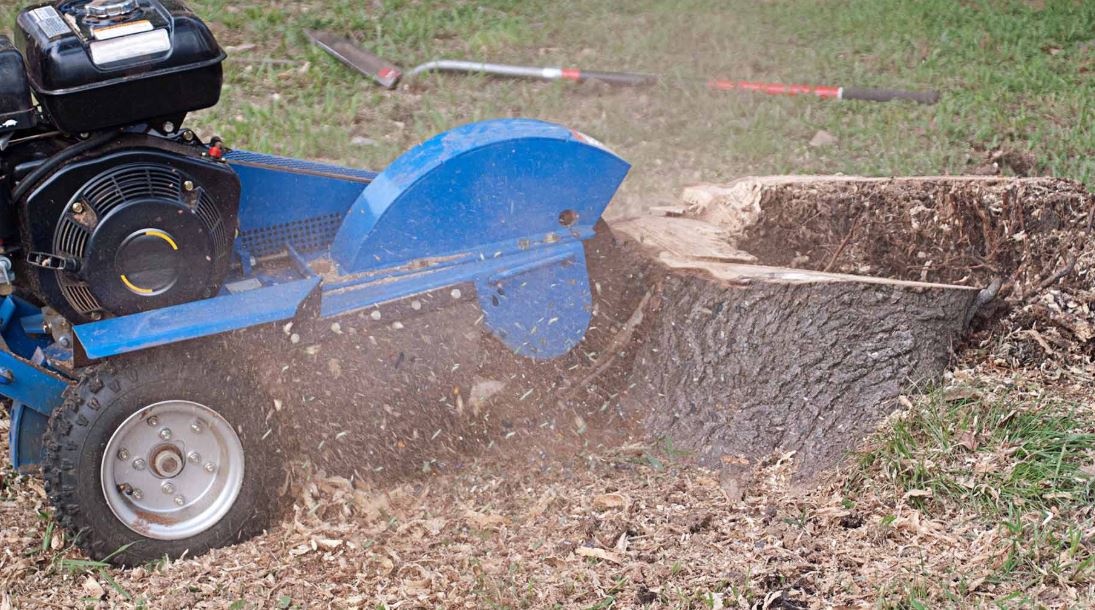 Risks Posed by Unremoved Tree Stumps in Your Compound