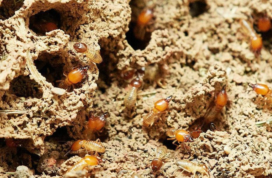 Termite Baiting Systems in Malaysia: What You Need to Know